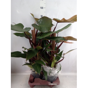 Philodendron  'Red Emerald'