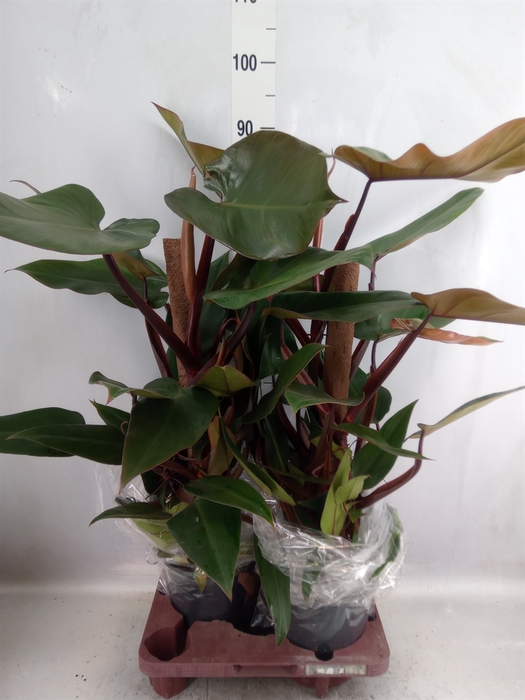 Philodendron  'Red Emerald'