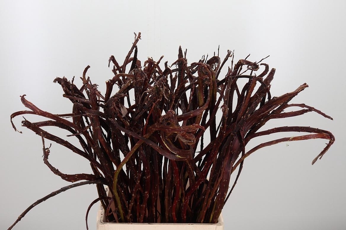 <h4>Salix Bandwilg</h4>