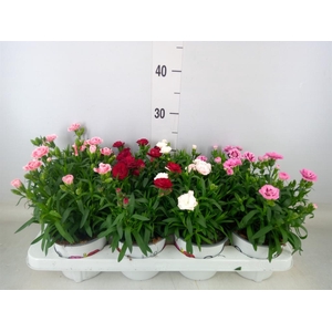 Dianthus   ...mix