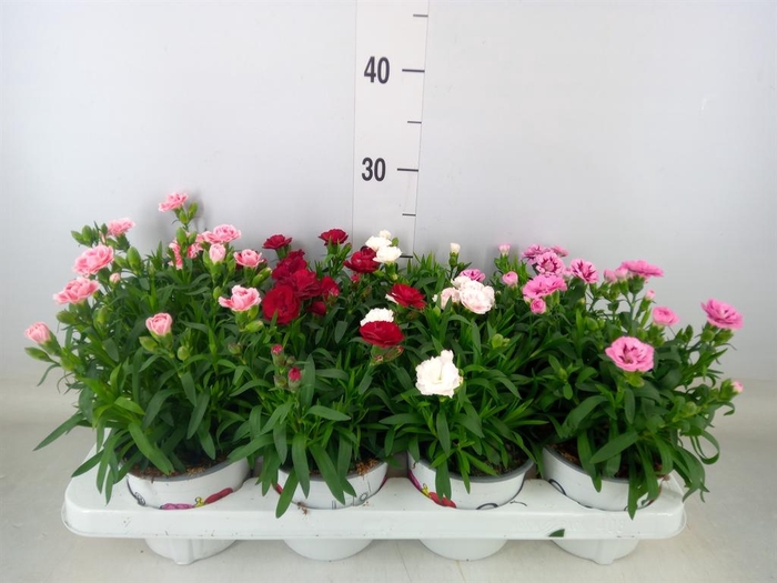 <h4>Dianthus   ...mix</h4>