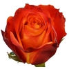 R Gr Atomic Orange 70cm EC