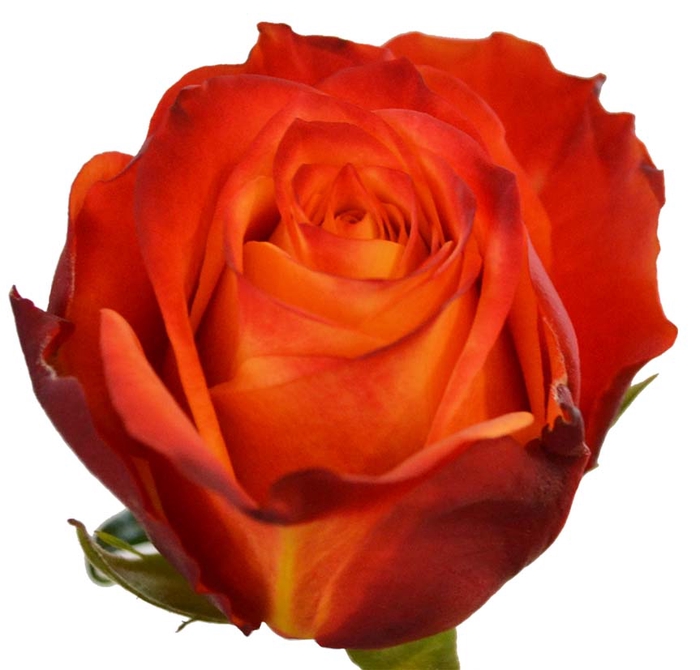 R Gr Atomic Orange 70cm EC