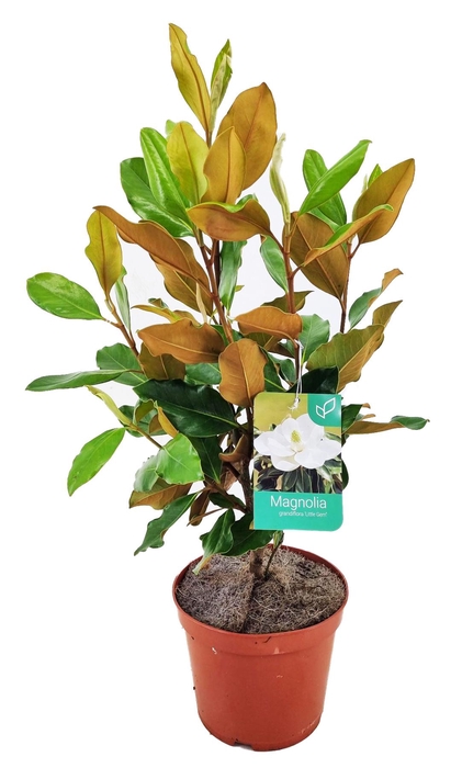 <h4>Magnolia Grandiflora "little gem"</h4>