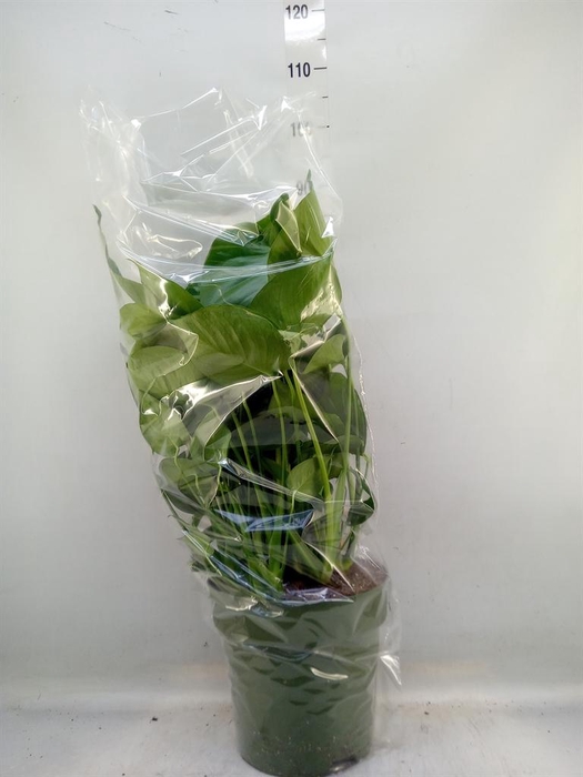 <h4>Monstera delic.</h4>