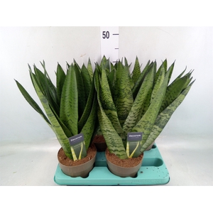 Sansevieria zeylanica