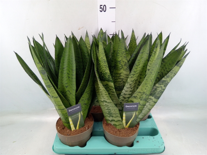 <h4>Sansevieria zeylanica</h4>