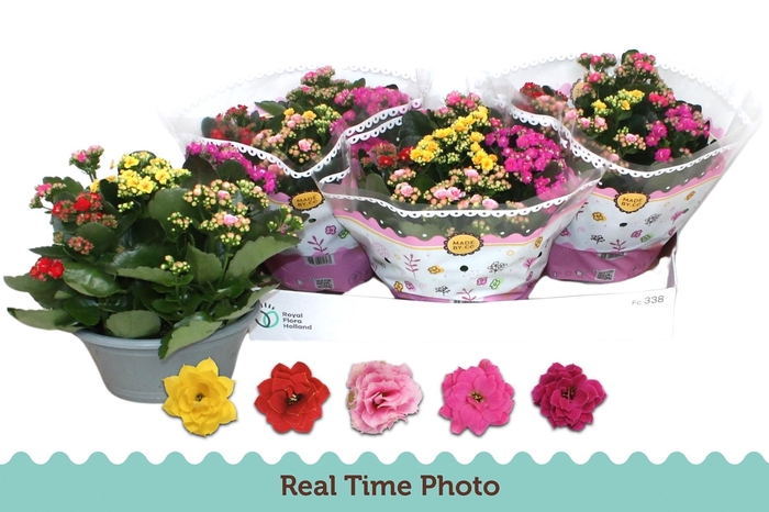 <h4>KAL GE GEM I POT</h4>