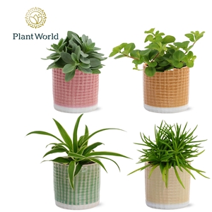 Gemengde tray 5,5cm in elsa potje