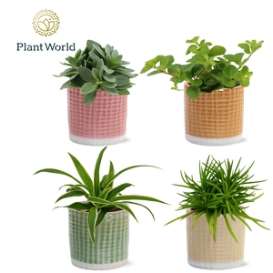 Gemengde tray 5,5cm in elsa potje