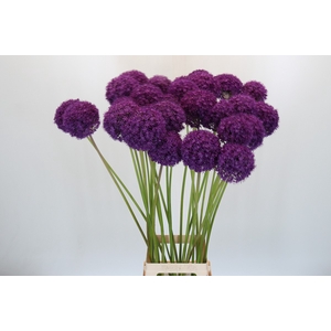 Allium Ambassador