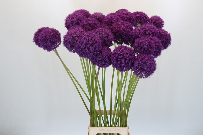 <h4>Allium Ambassador</h4>
