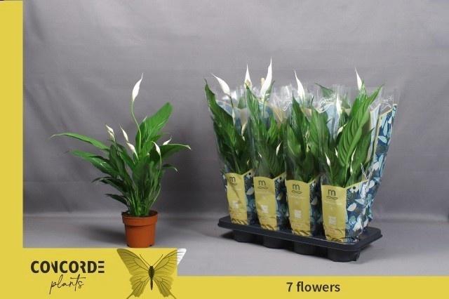 <h4>SPATH SWEET CHICO</h4>