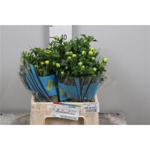 Ran Butterfly Helios