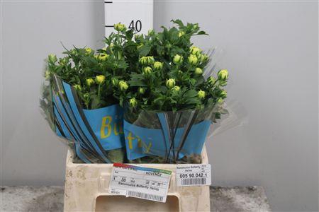 <h4>Ran Butterfly Helios</h4>