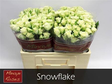 <h4>R Tr Snowflake</h4>