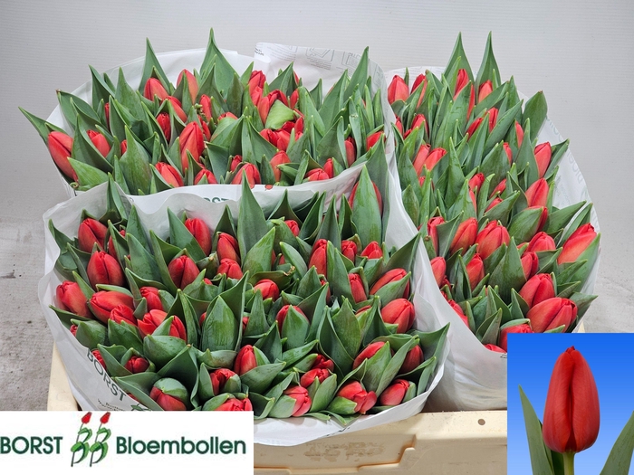 <h4>TU EN SPOT ON</h4>