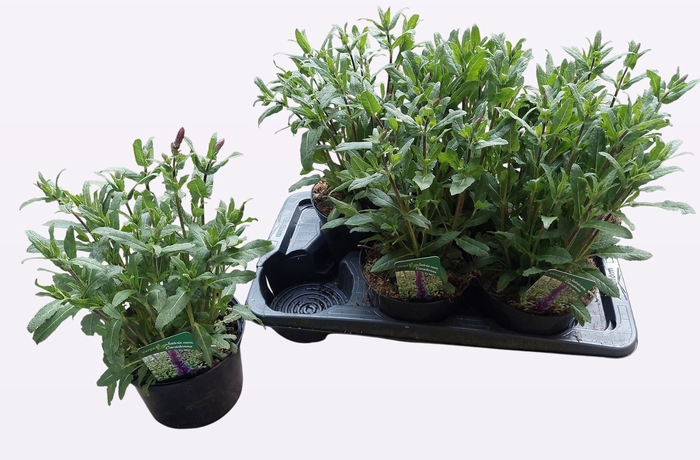 <h4>SALVIA NEMOROSA</h4>