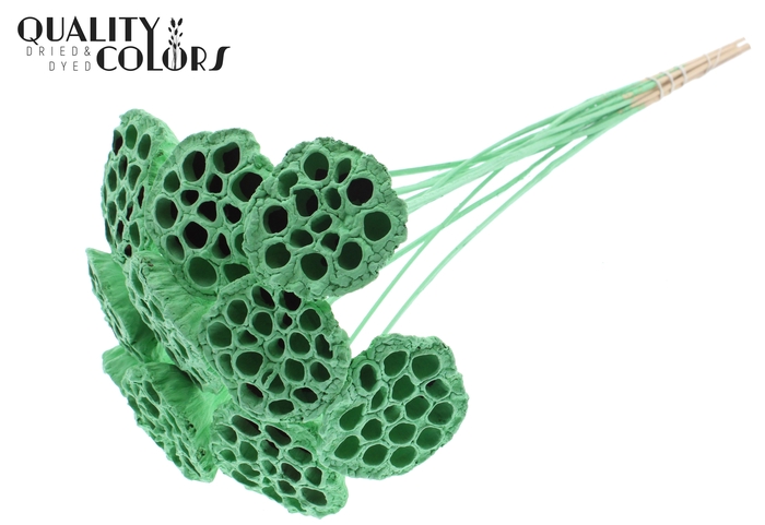 Lotus 5-7cm on stem Covered Mint Green