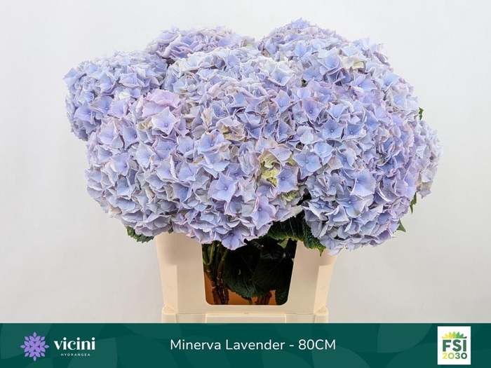 <h4>HYDR M MY MINERVA</h4>