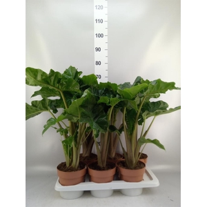 Alocasia  'Low Rider'