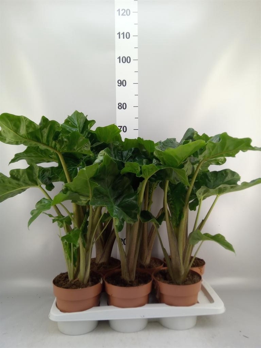 <h4>Alocasia  'Low Rider'</h4>