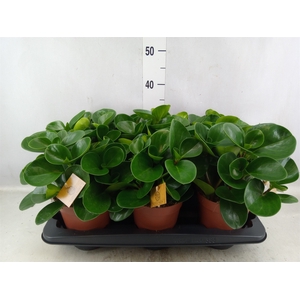 Peperomia obt. 'Green Gold'