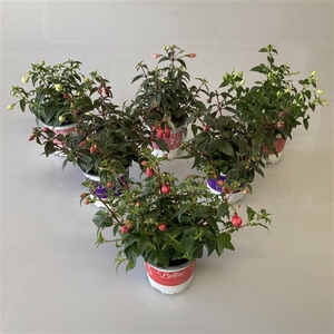 Fuchsia 'Bella' Staanders Mix 10,5cm