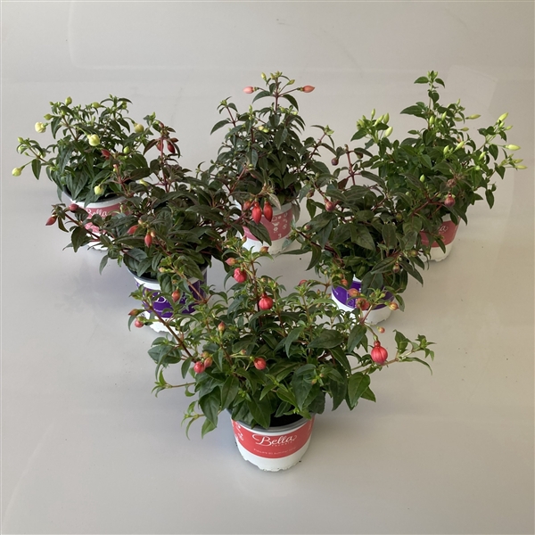 <h4>Fuchsia 'Bella' Staanders Mix 10,5cm</h4>