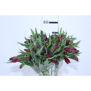 ALSTROEMERIA ANGELINA 080 CM
