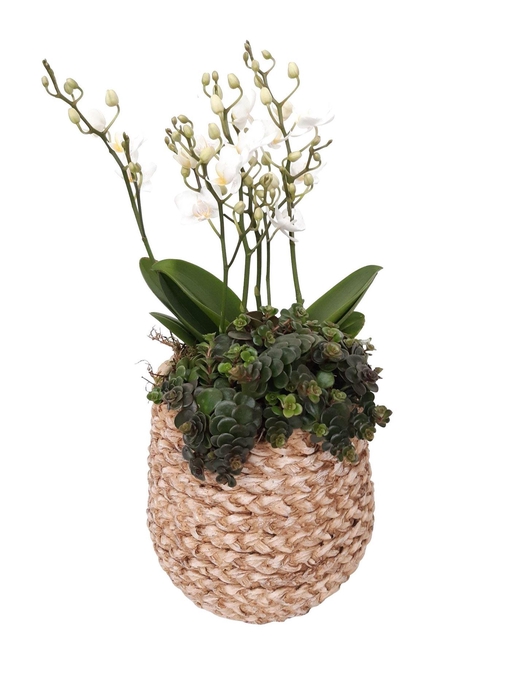 <h4>Arr. Kamerplant Groen L%</h4>