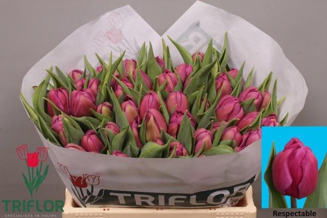 <h4>TU DU RESPECTABLE</h4>