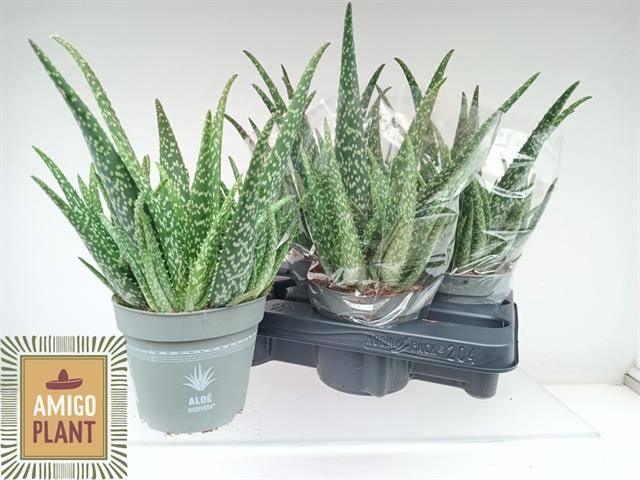 <h4>ALOE VERA</h4>
