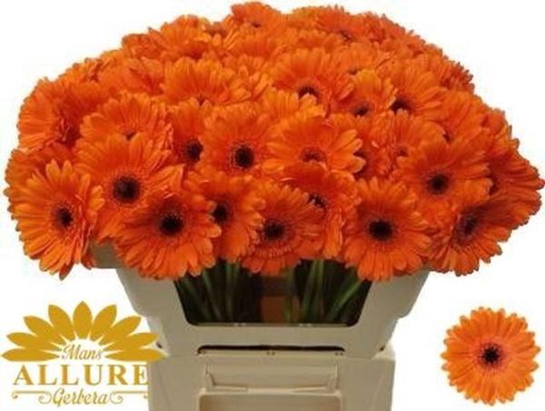 <h4>GE MI BISON</h4>