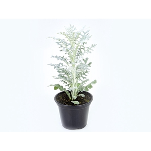 CINERARIA MARITIMA P14