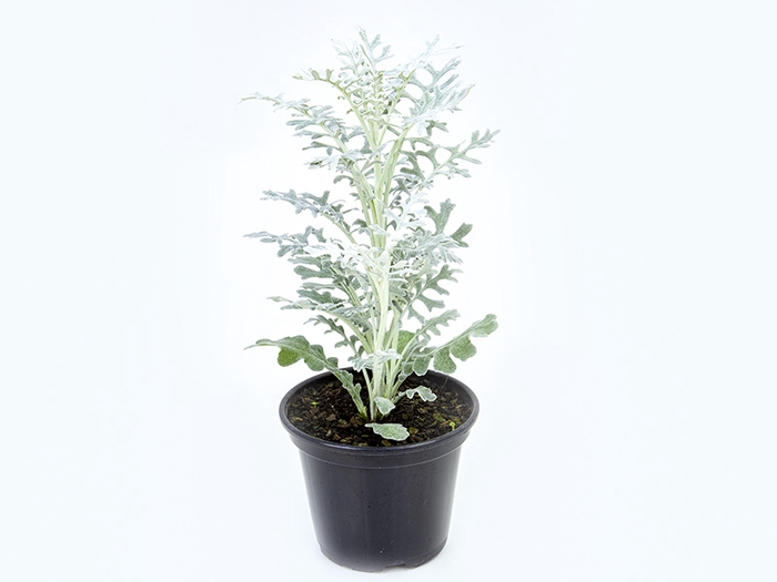 <h4>CINERARIA MARITIMA P14</h4>