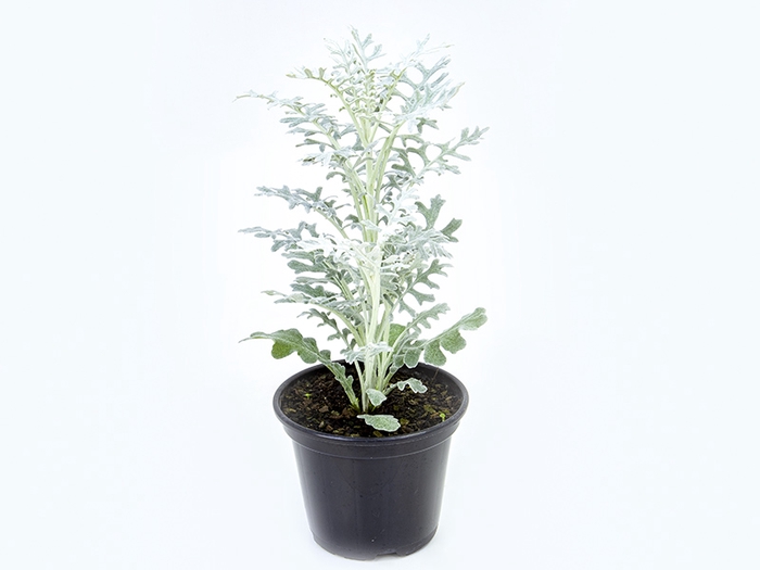 CINERARIA MARITIMA P14