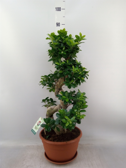 <h4>Ficus microcarpa 'Ginseng'</h4>