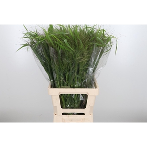 Panicum Fountain