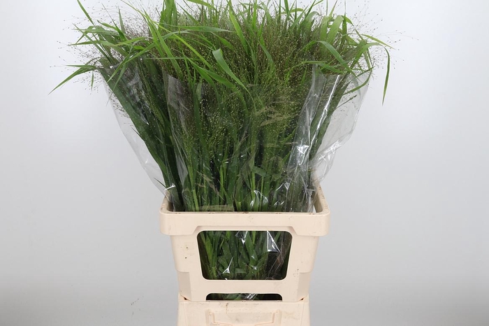 <h4>Panicum Fountain</h4>
