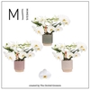 Phalaenopsis Muse White 12Ø 35cm 2st 25fl