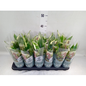 Spathiphyllum  'Chopin'