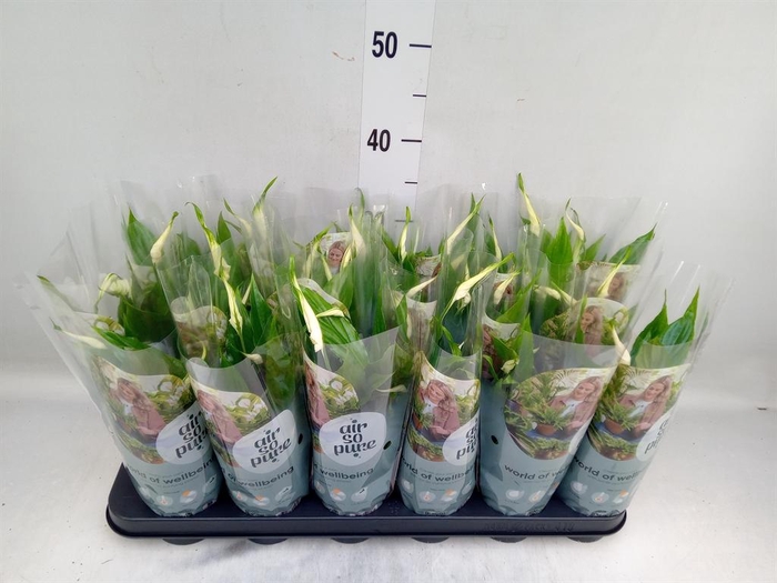 <h4>Spathiphyllum  'Chopin'</h4>