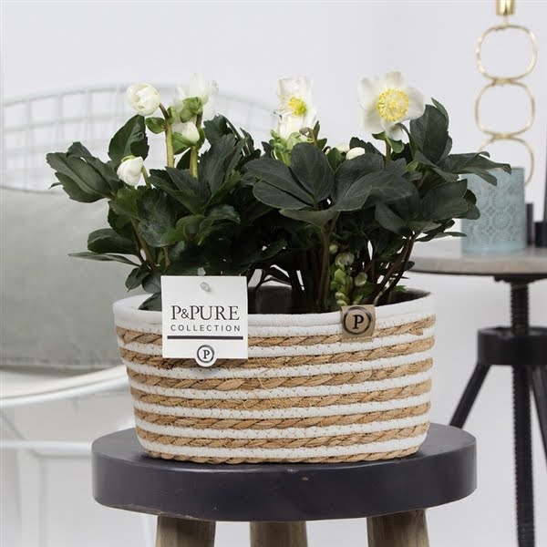 <h4>1st class Helleborus "Xmas C." (x2) in P&PURE Fieldbasket</h4>