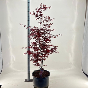 Acer palmatum Bloodgood