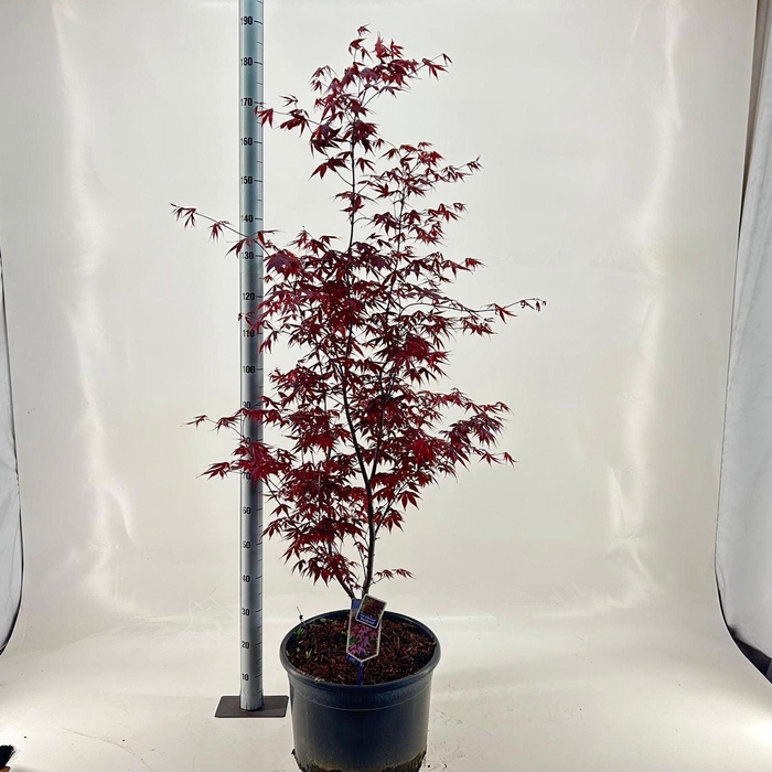 <h4>Acer palmatum Bloodgood</h4>