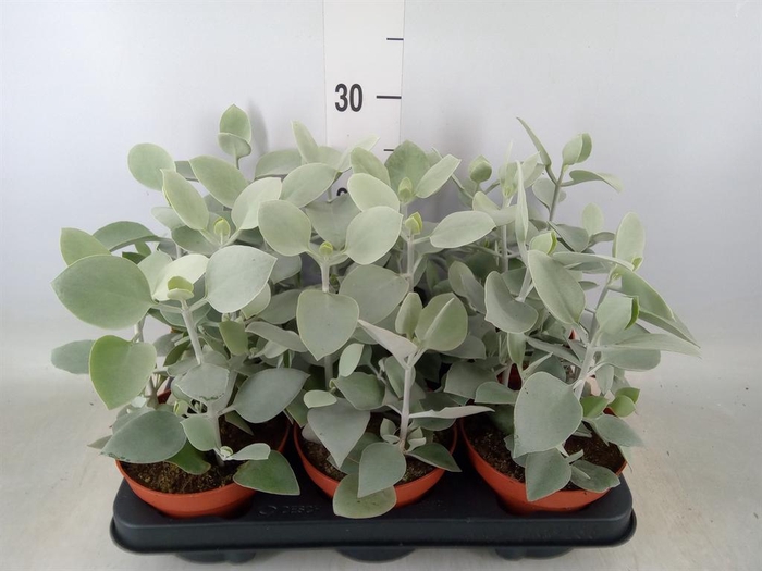 <h4>Kalanchoe NF   ...</h4>