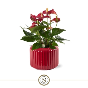 Bologna Keramiek Red - Livium Red