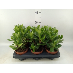 Crassula  'Magical Tree'