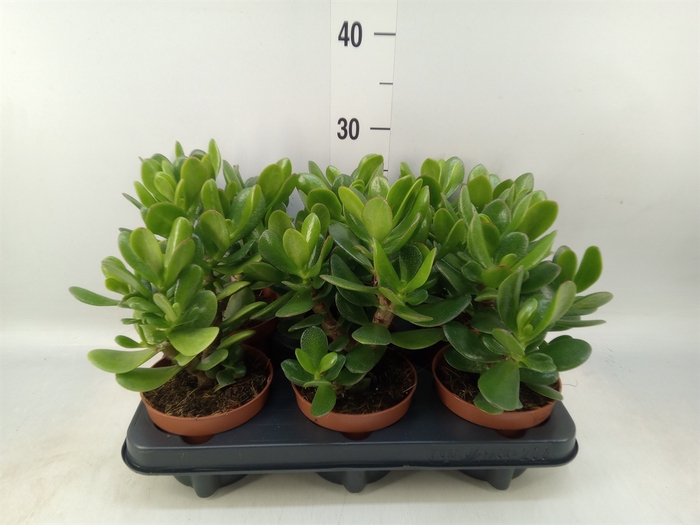 <h4>Crassula  'Magical Tree'</h4>